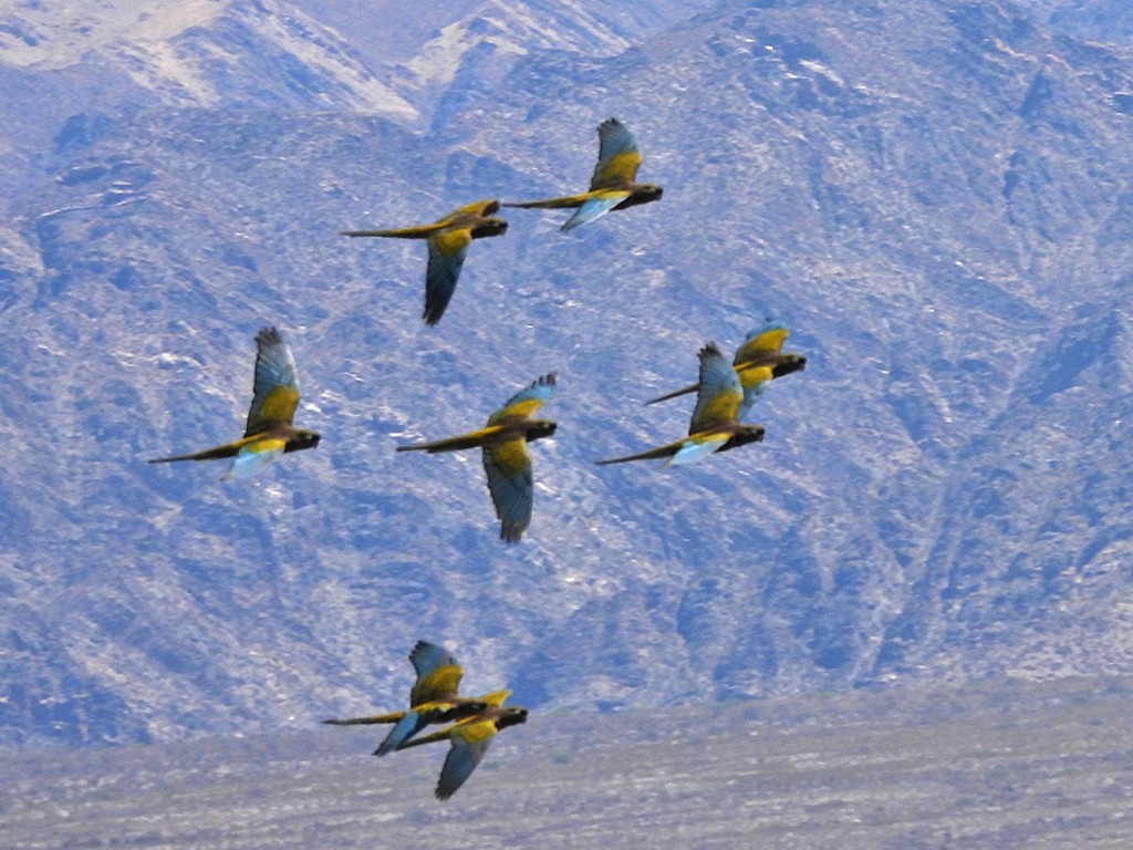 Burrowing Parakeet - ML645442730