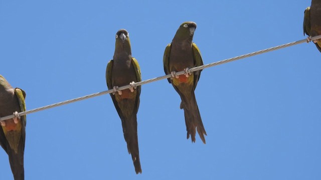 Burrowing Parakeet - ML645442731