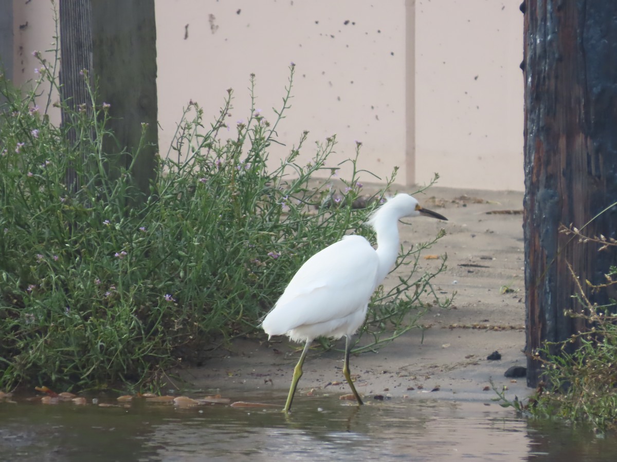 Snowy Egret - ML645442732