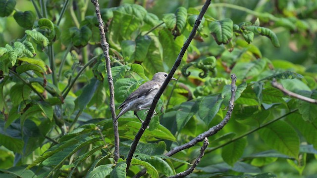 Chestnut-cheeked Starling - ML645442733