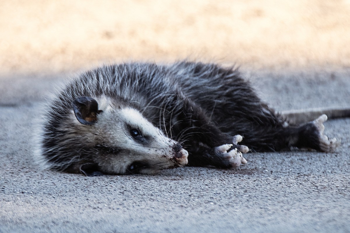 Animals - ML645442736