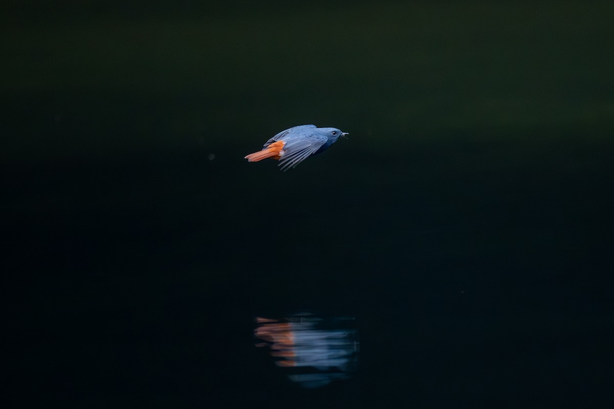 Plumbeous Redstart - ML645442738