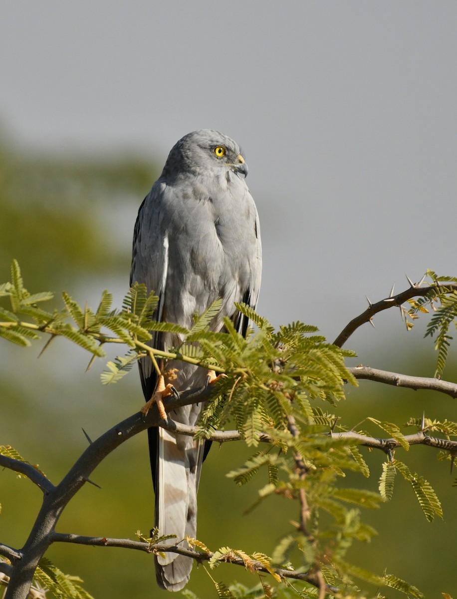 Montagu's Harrier - ML645442739
