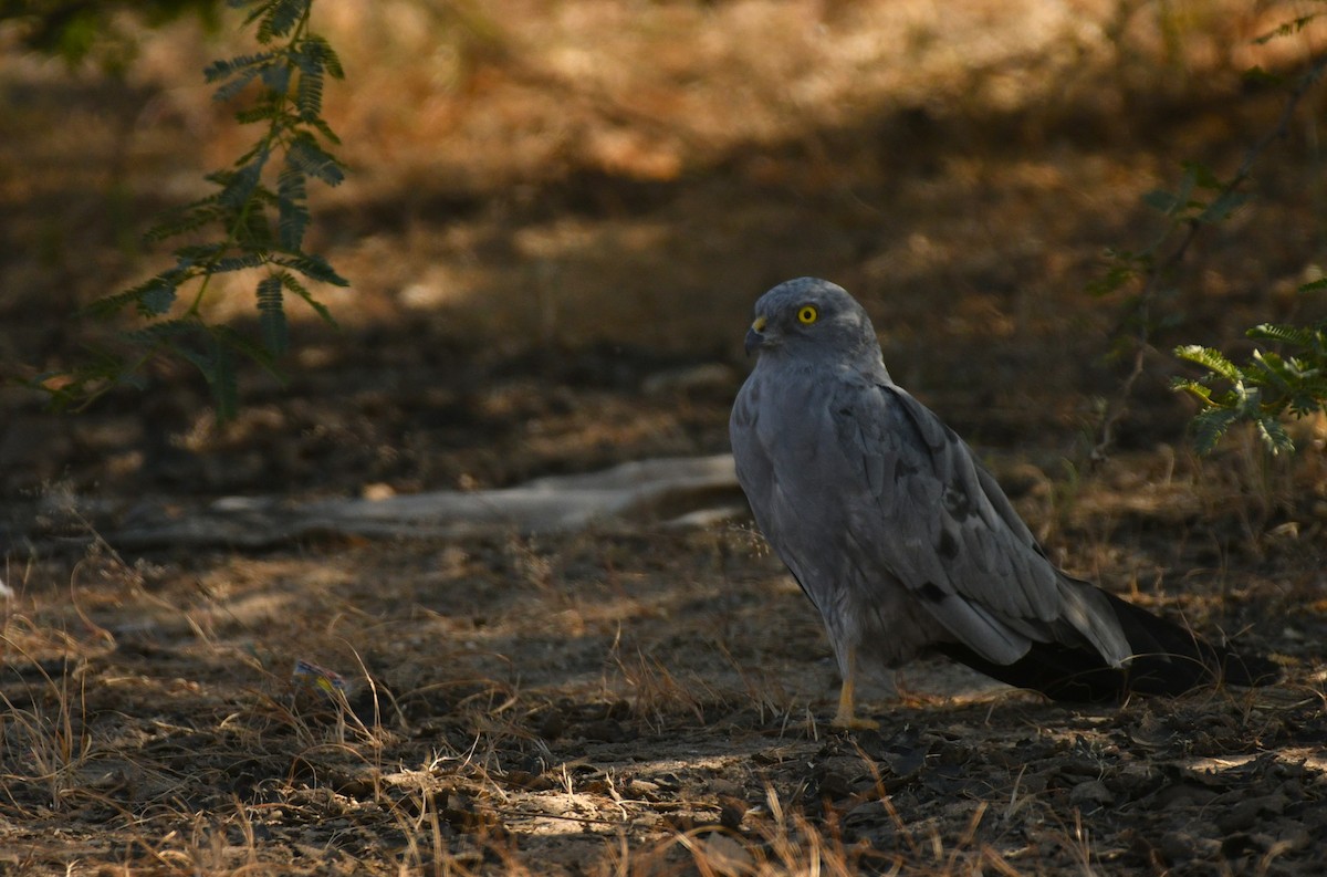 Montagu's Harrier - ML645442740