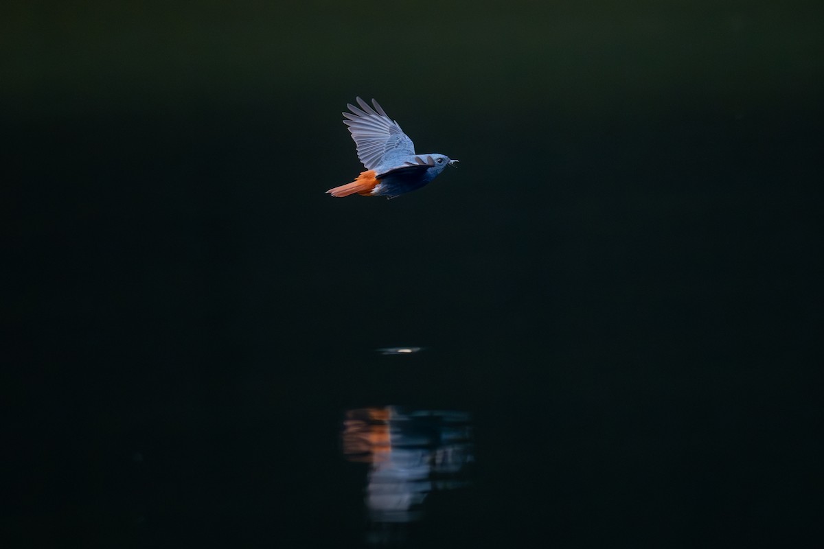 Plumbeous Redstart - ML645442741