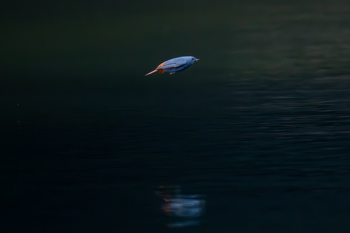 Plumbeous Redstart - ML645442742