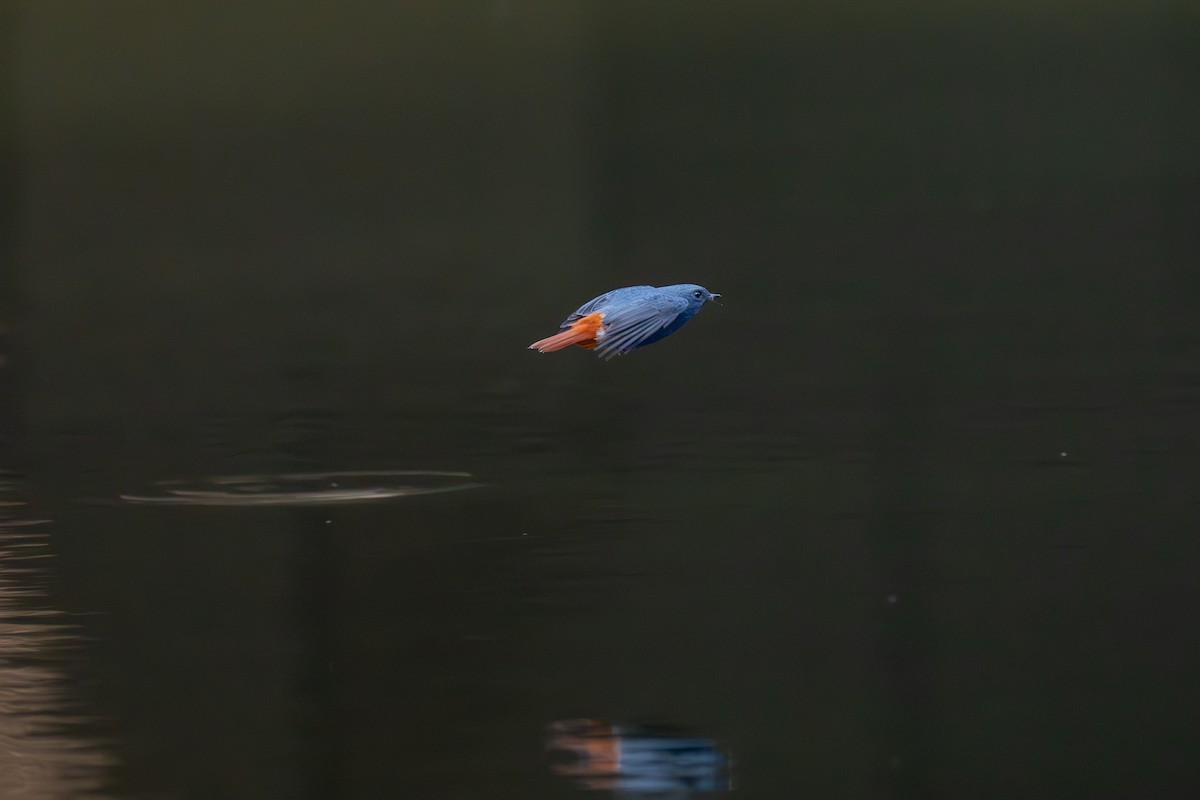 Plumbeous Redstart - ML645442743