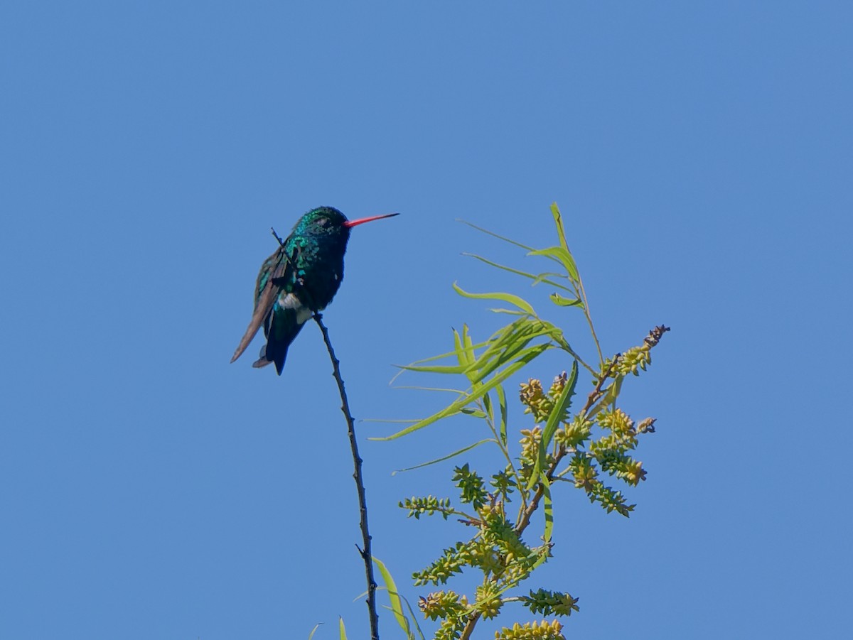 Glittering-bellied Emerald - ML645442744