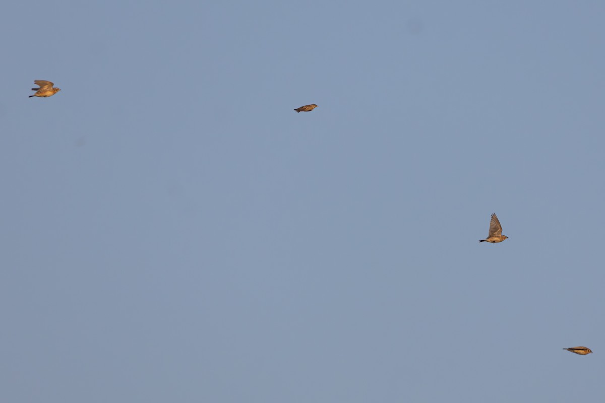 Mongolian Short-toed Lark - ML645442745