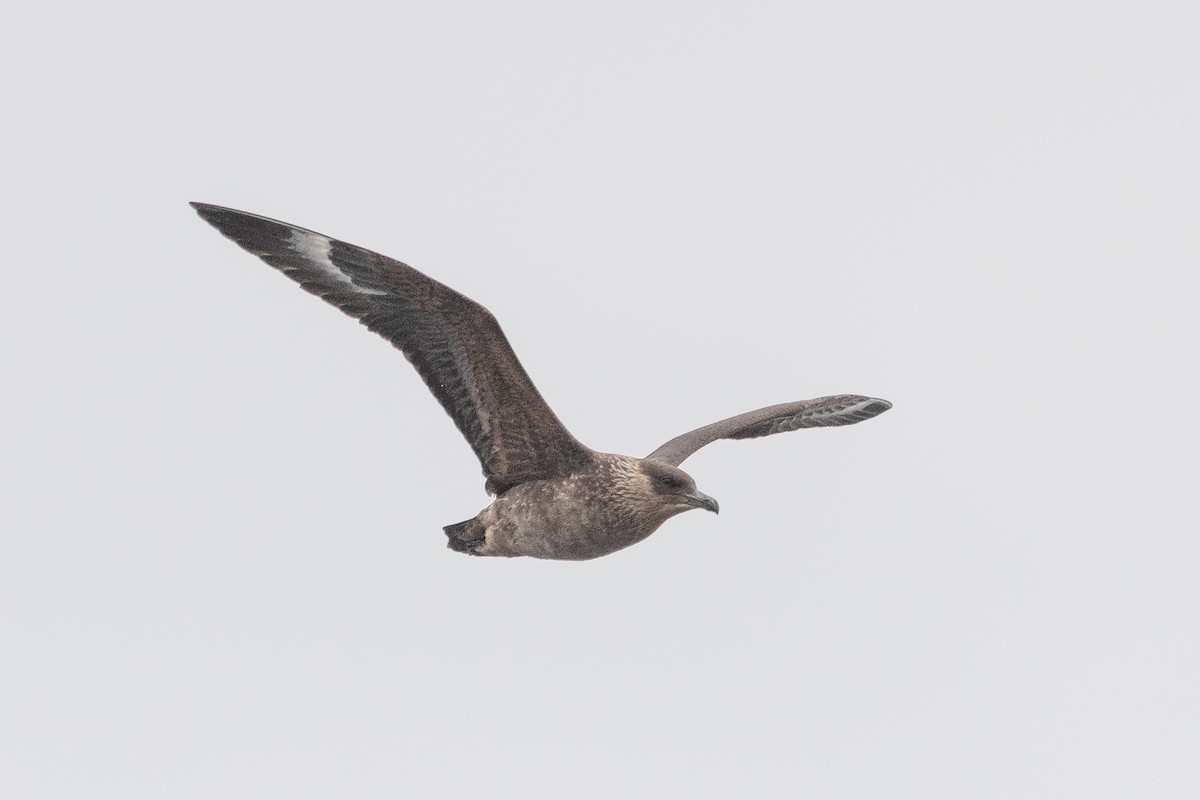Chilean Skua - ML645442746