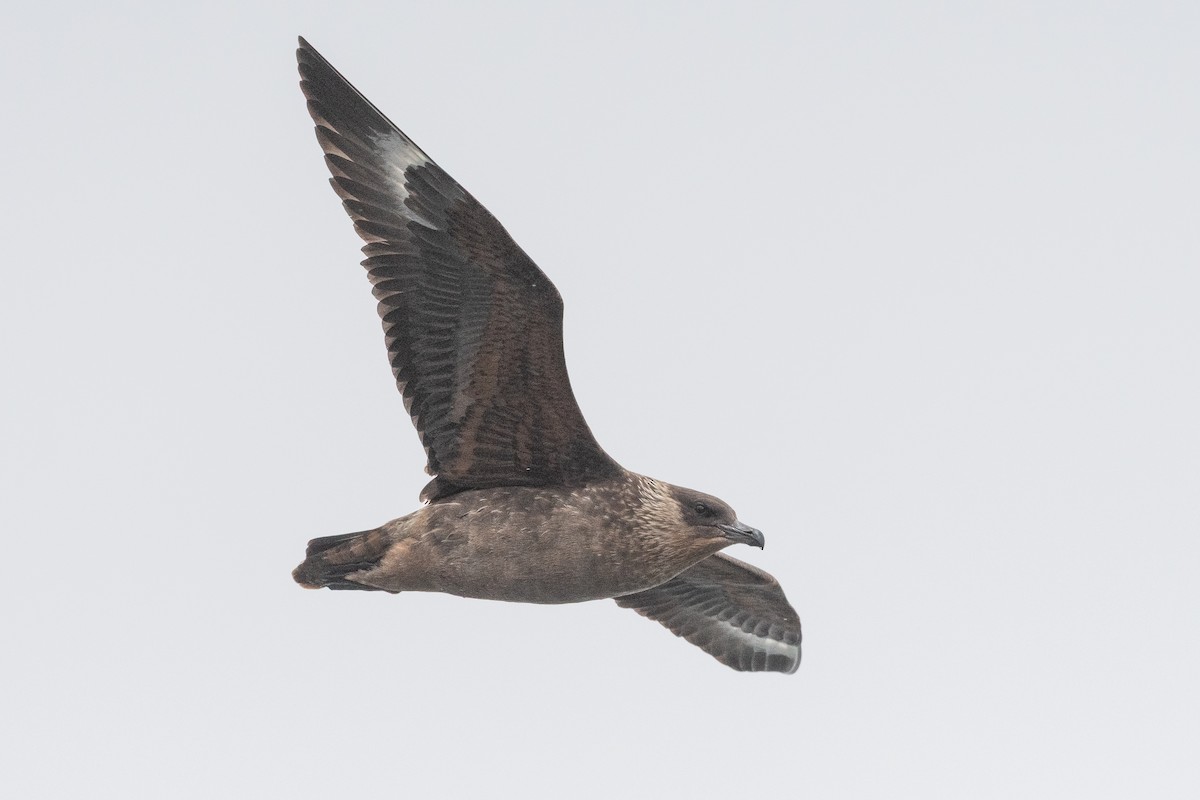 Chilean Skua - ML645442747