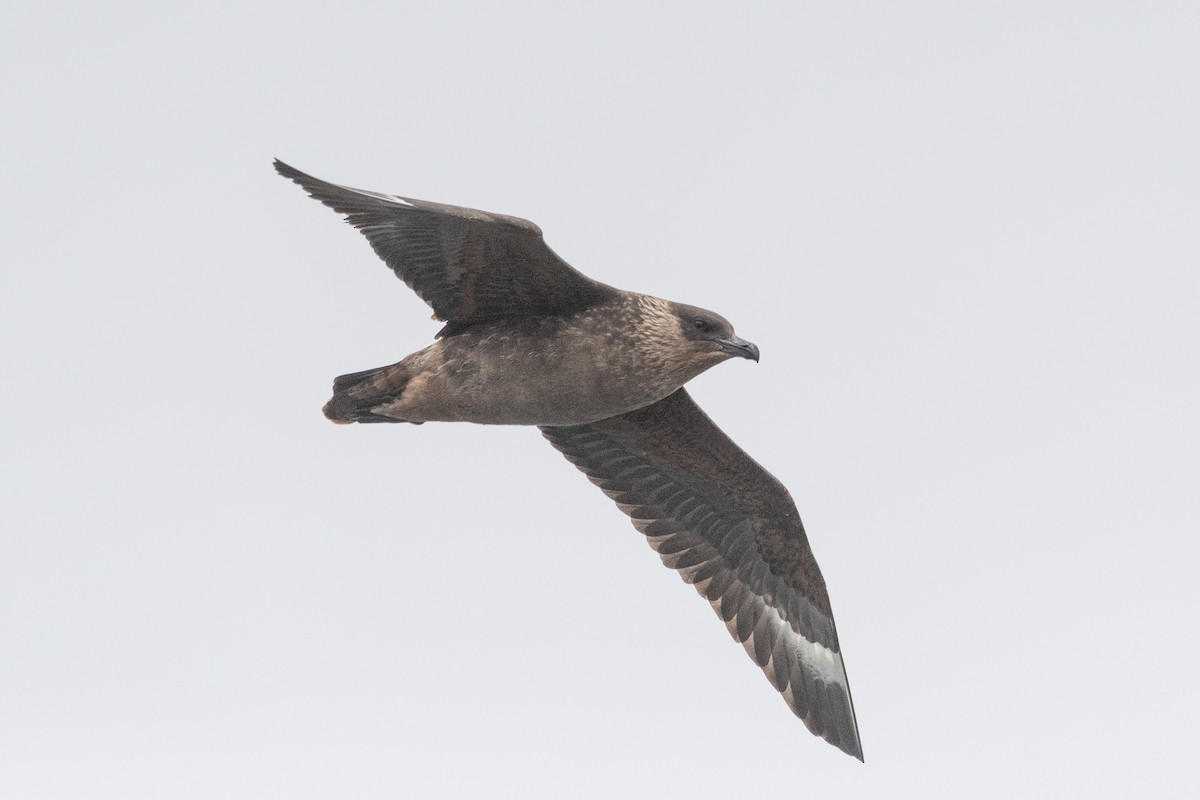 Chilean Skua - ML645442748