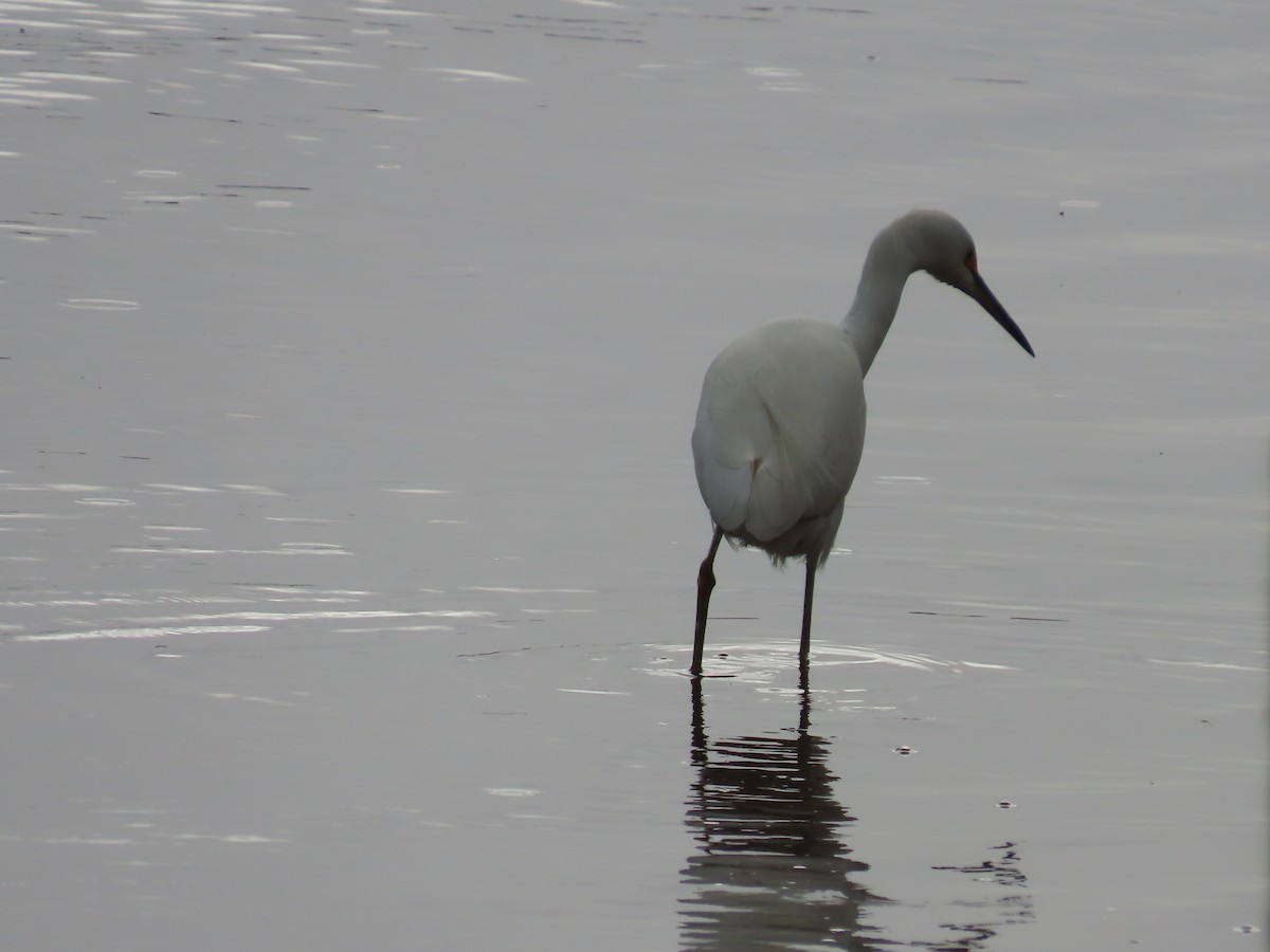 Great Egret - ML645442749