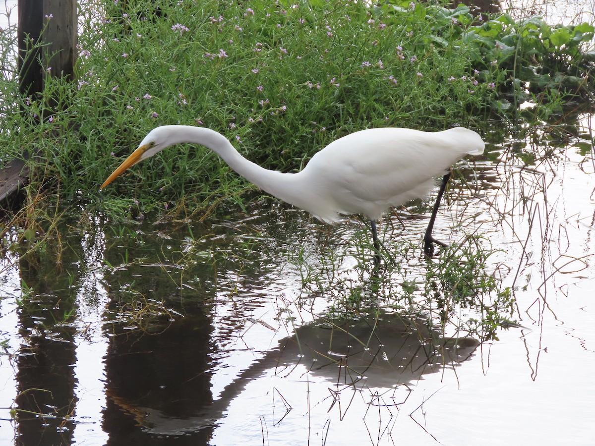 Great Egret - ML645442750