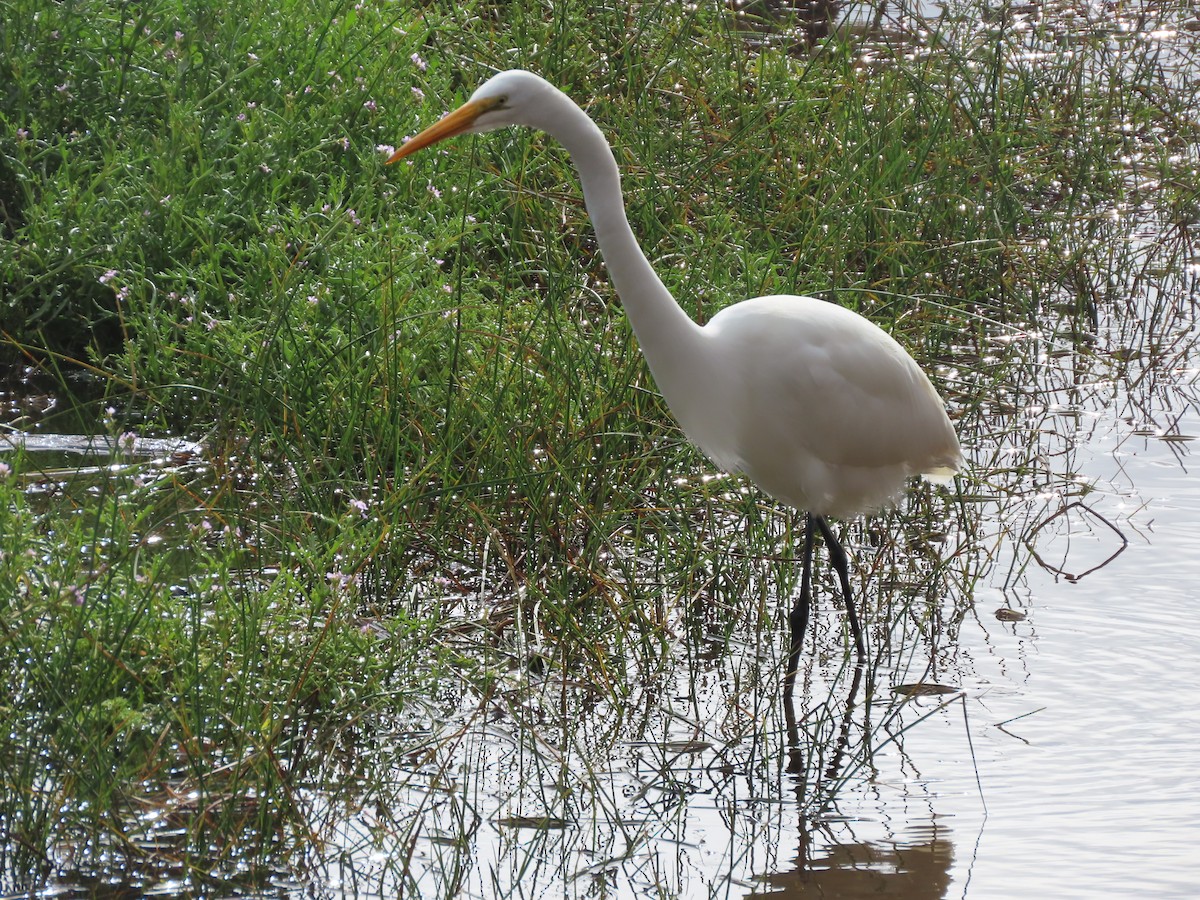 Great Egret - ML645442751