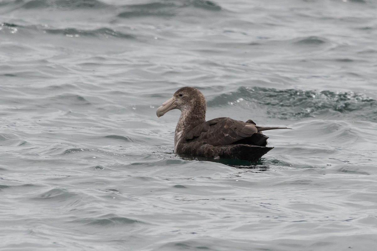 Southern Giant-Petrel - ML645442753