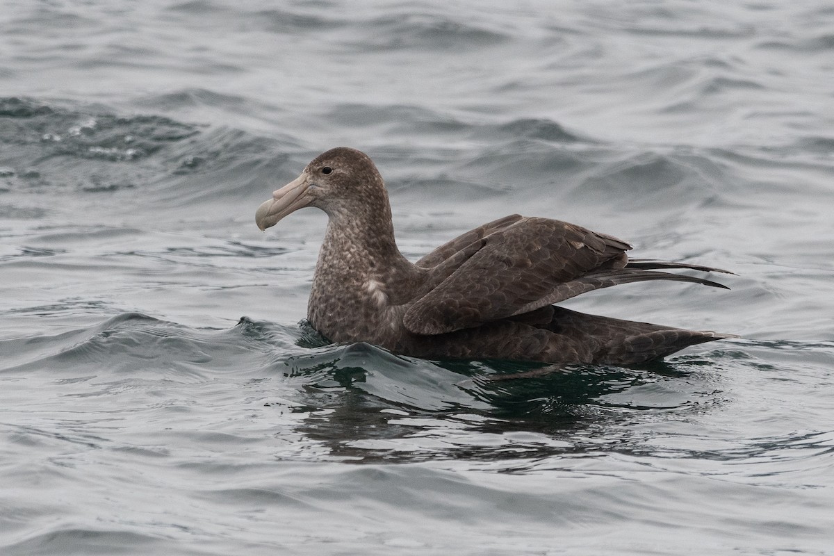 Southern Giant-Petrel - ML645442754