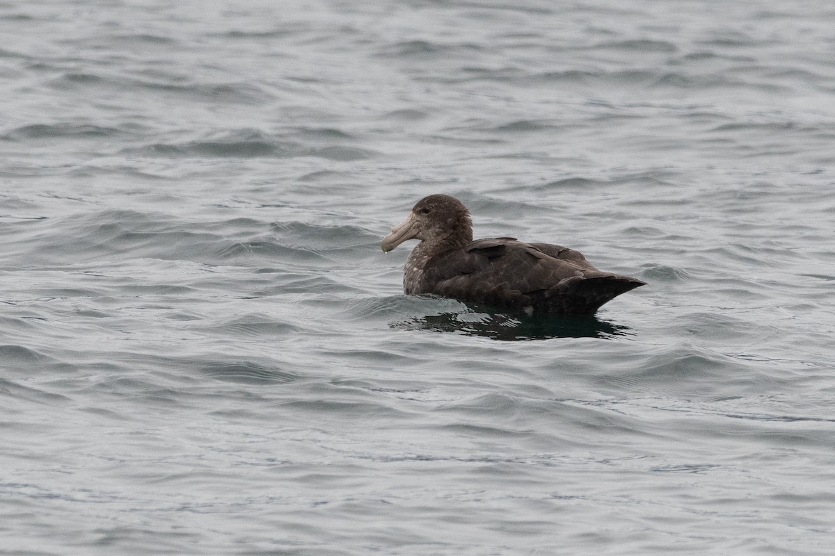 Southern Giant-Petrel - ML645442755
