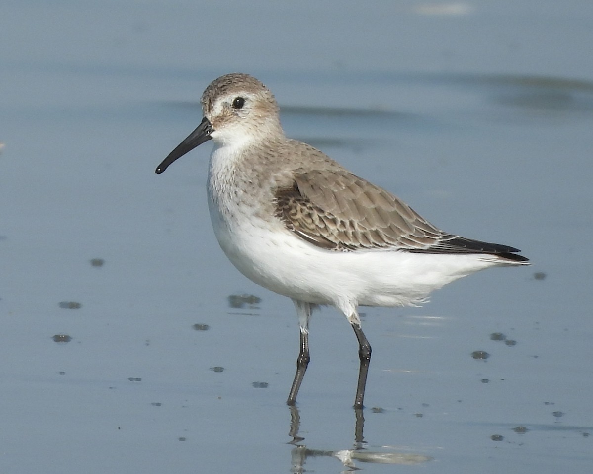 Dunlin - ML645442756