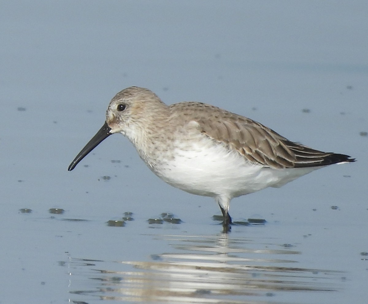 Dunlin - ML645442757