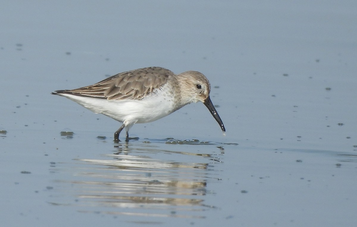Dunlin - ML645442761