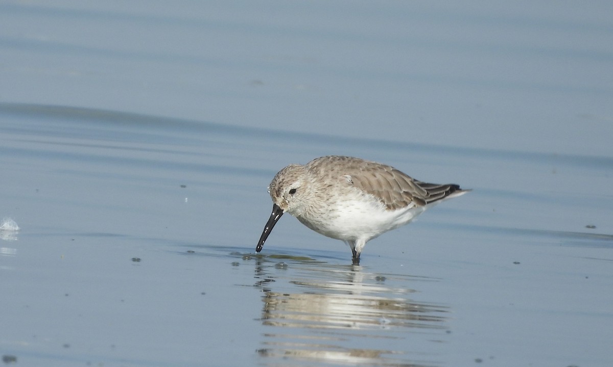 Dunlin - ML645442762