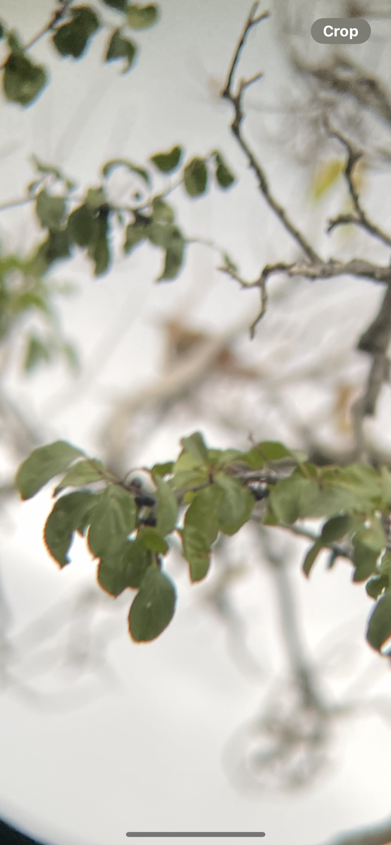 Brown Thrasher - ML645442769