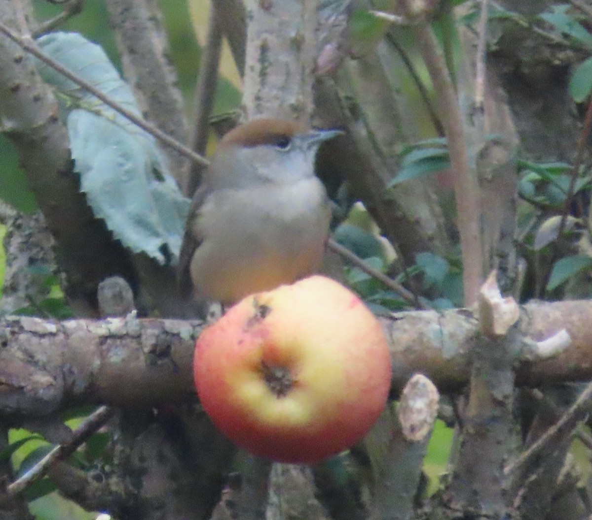 Eurasian Blackcap - ML645442785