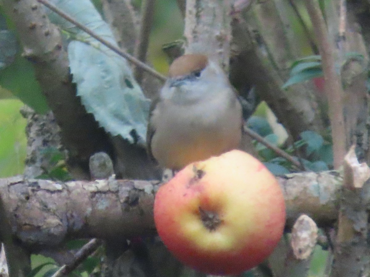 Eurasian Blackcap - ML645442786