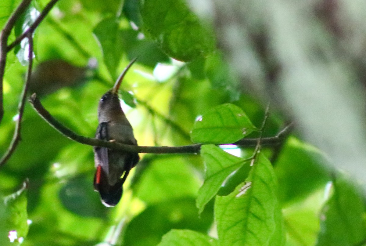 Rufous-breasted Hermit - ML645442787