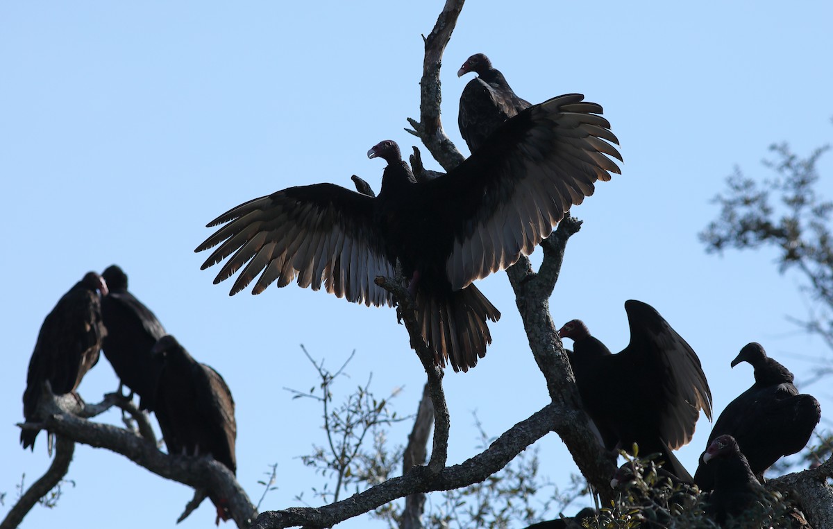 Turkey Vulture - ML645442790