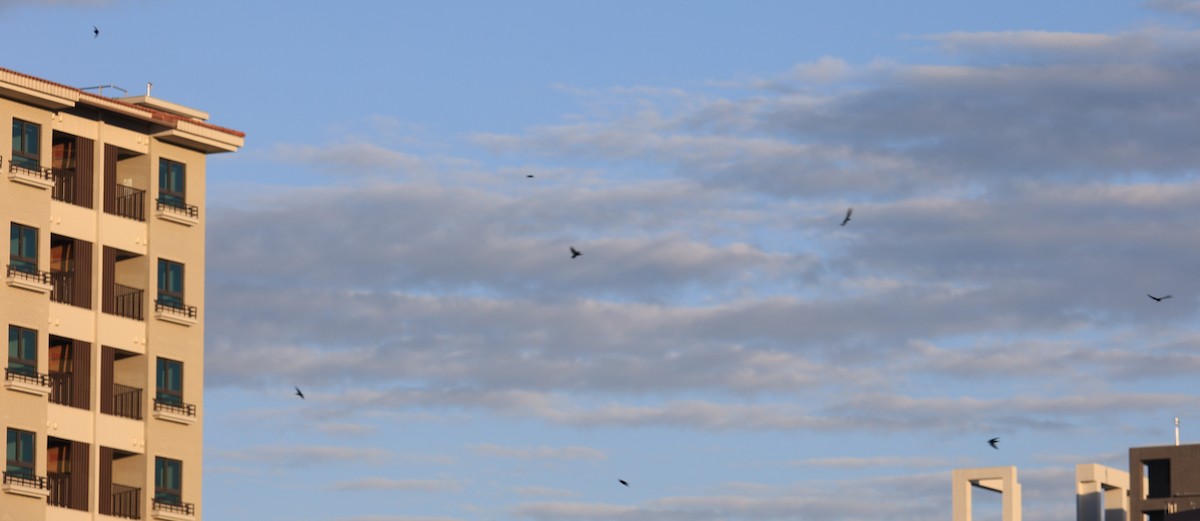 Pacific Swallow - ML645442791