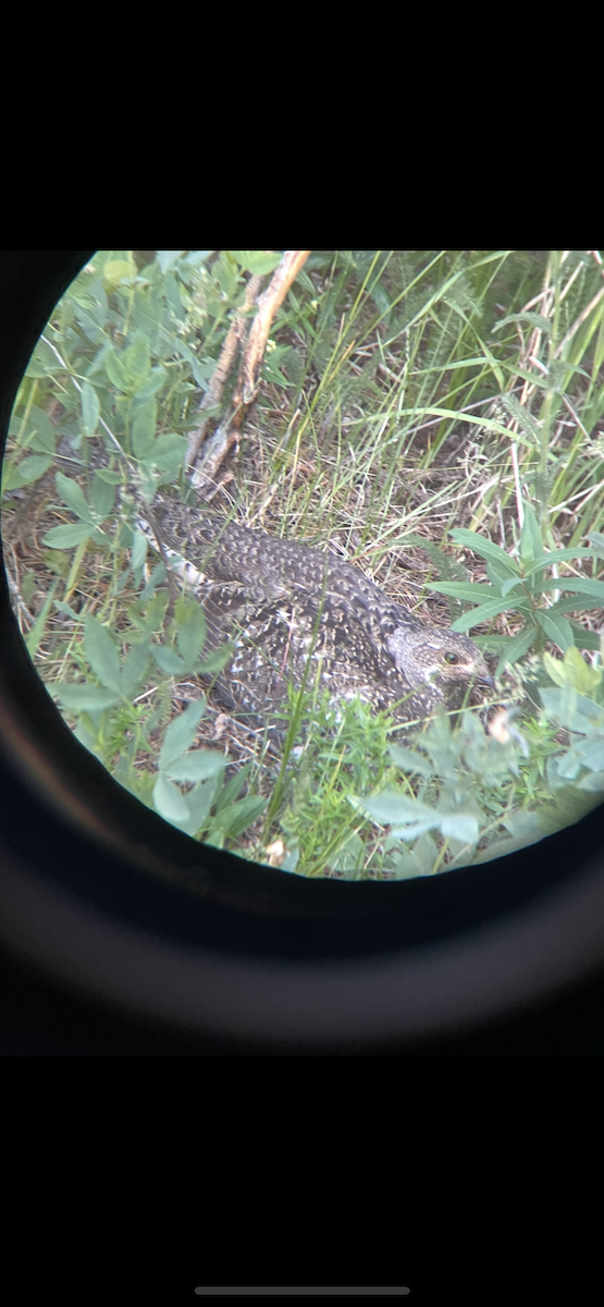 Dusky Grouse - ML645442792