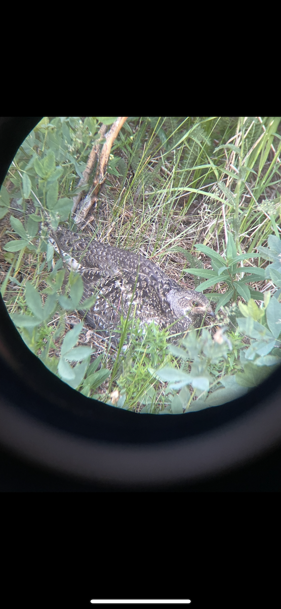 Dusky Grouse - ML645442793