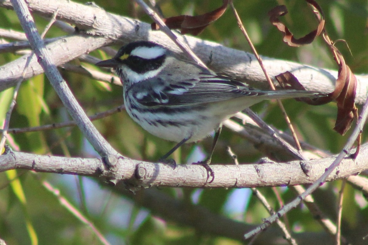 Black-throated Gray Warbler - ML645442795