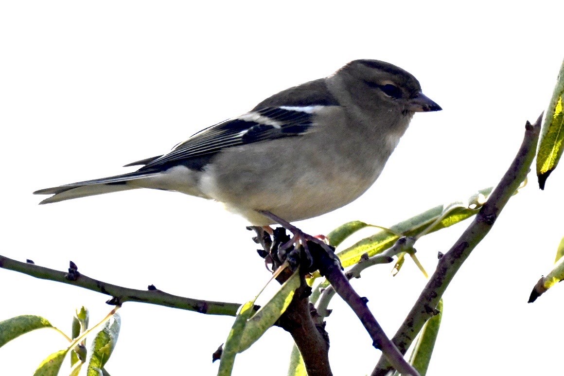 Common Chaffinch - ML645442796