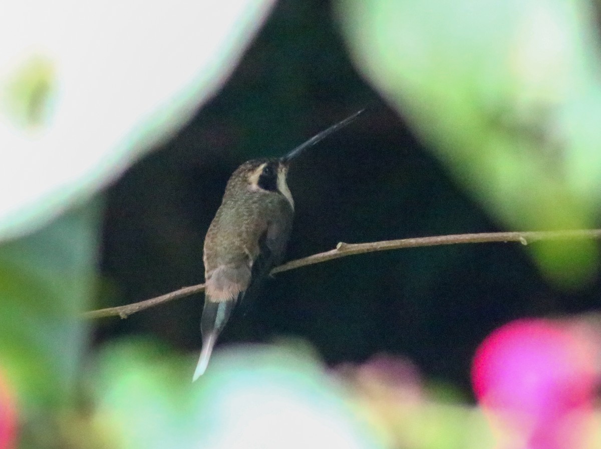 Long-billed Hermit - ML645442797