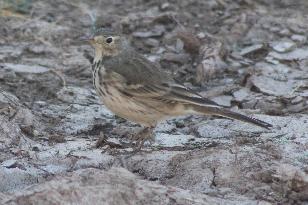 American Pipit - ML645442798