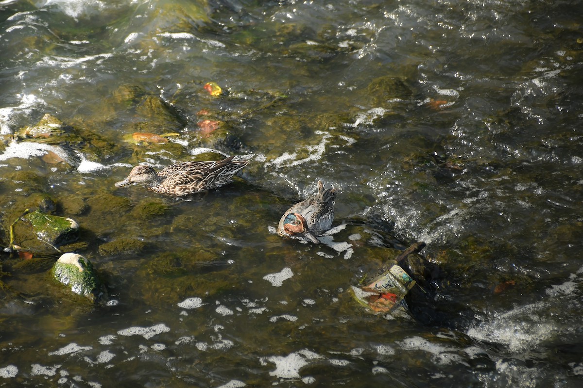 Green-winged Teal - ML645442799