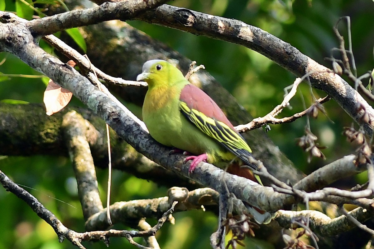 Ashy-headed Green-Pigeon - ML645442801