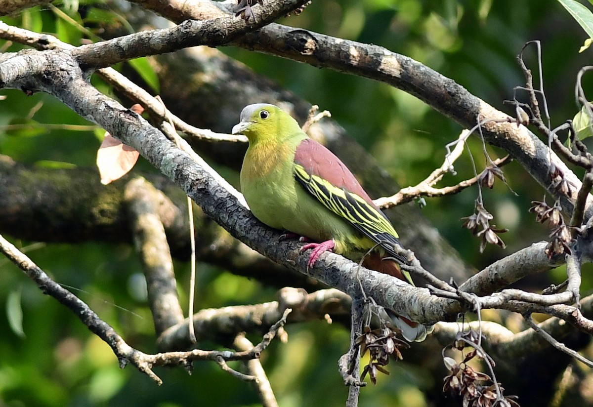 Ashy-headed Green-Pigeon - ML645442802