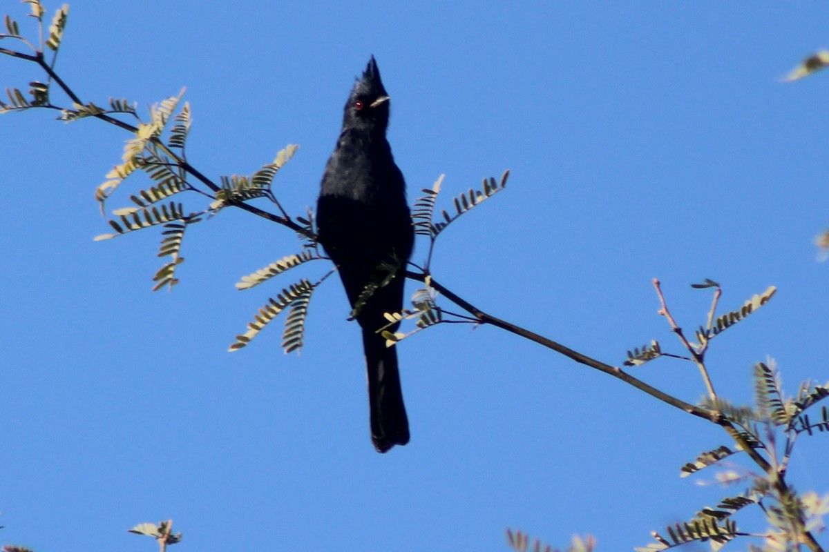 Phainopepla - ML645442803