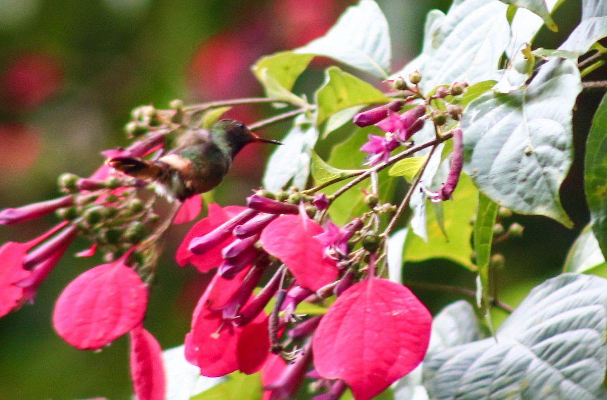 チャカザリハチドリ - ML645442806