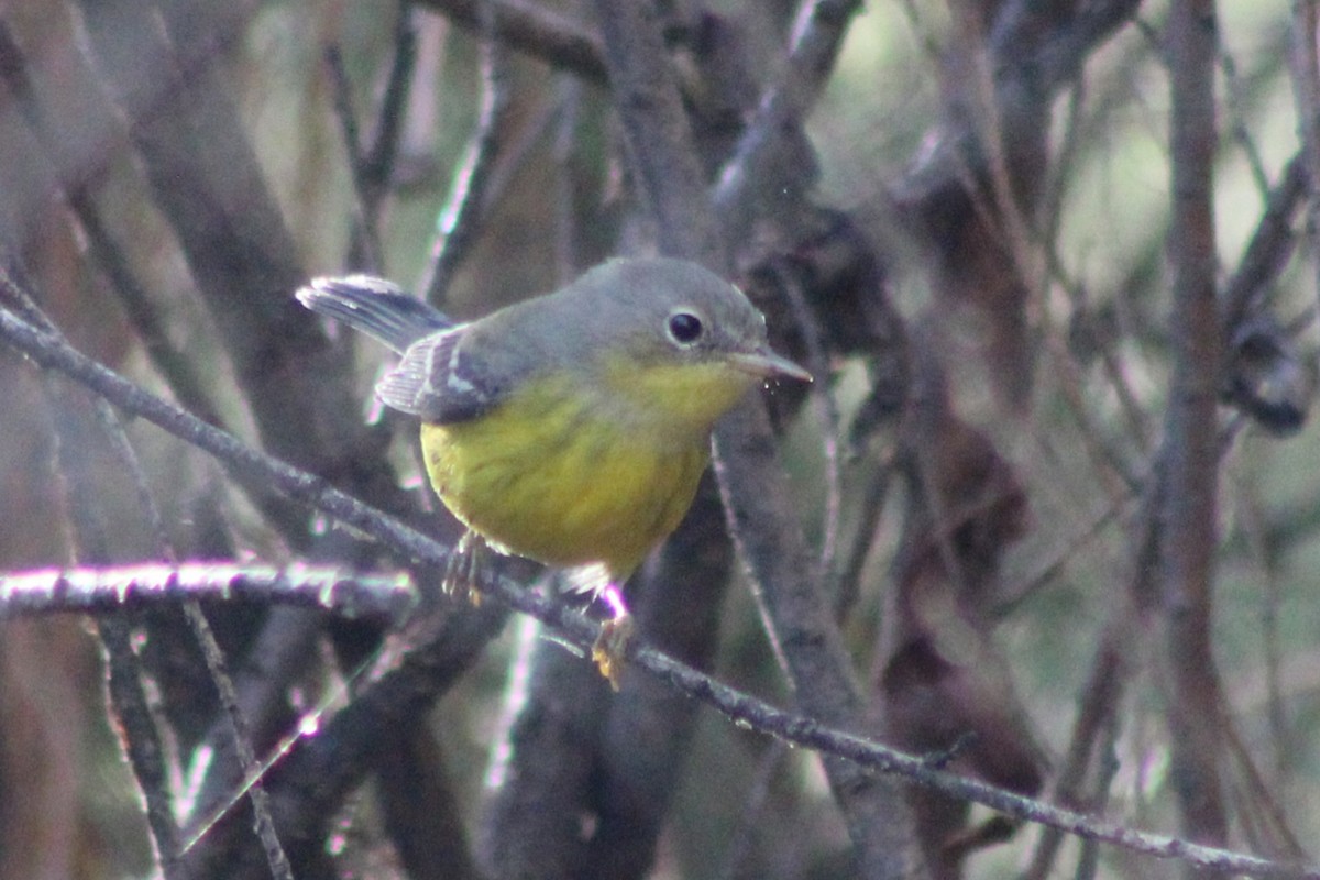 Magnolia Warbler - ML645442809