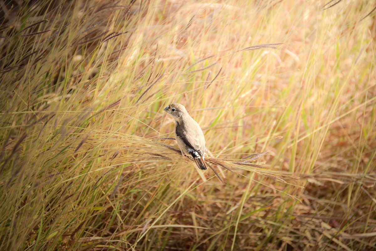 Scaly-breasted Munia - ML645442810