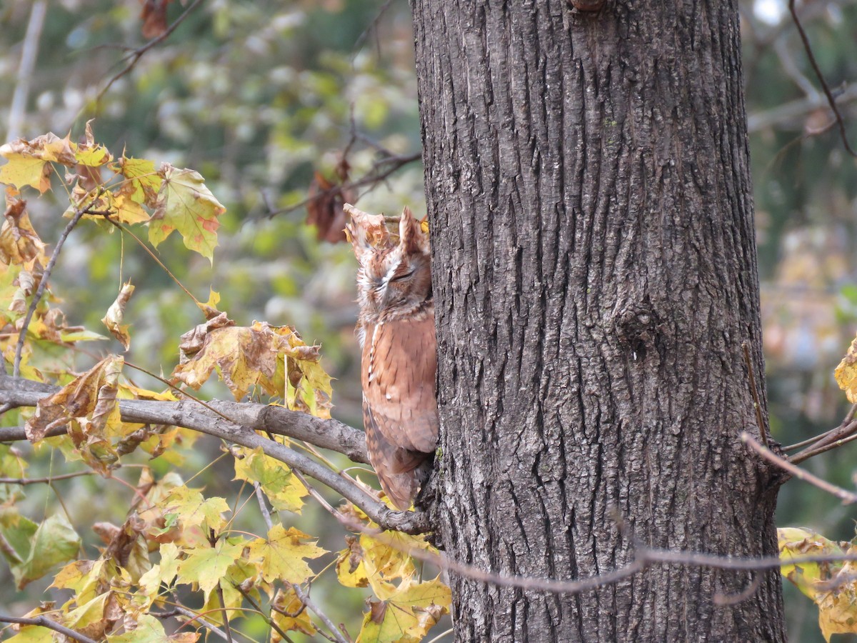 Eastern Screech-Owl (Northern) - ML645442811