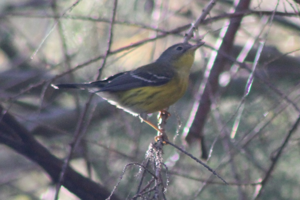 Magnolia Warbler - ML645442812