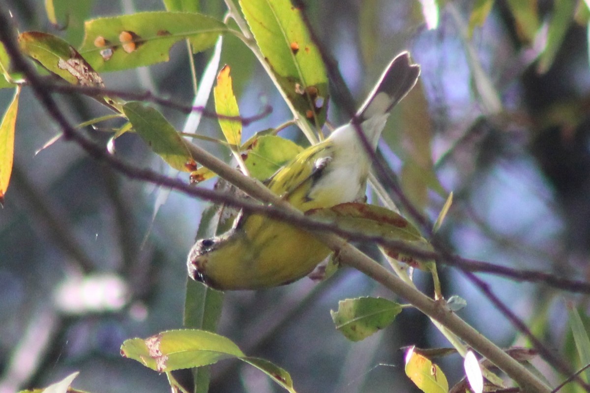 Magnolia Warbler - ML645442813
