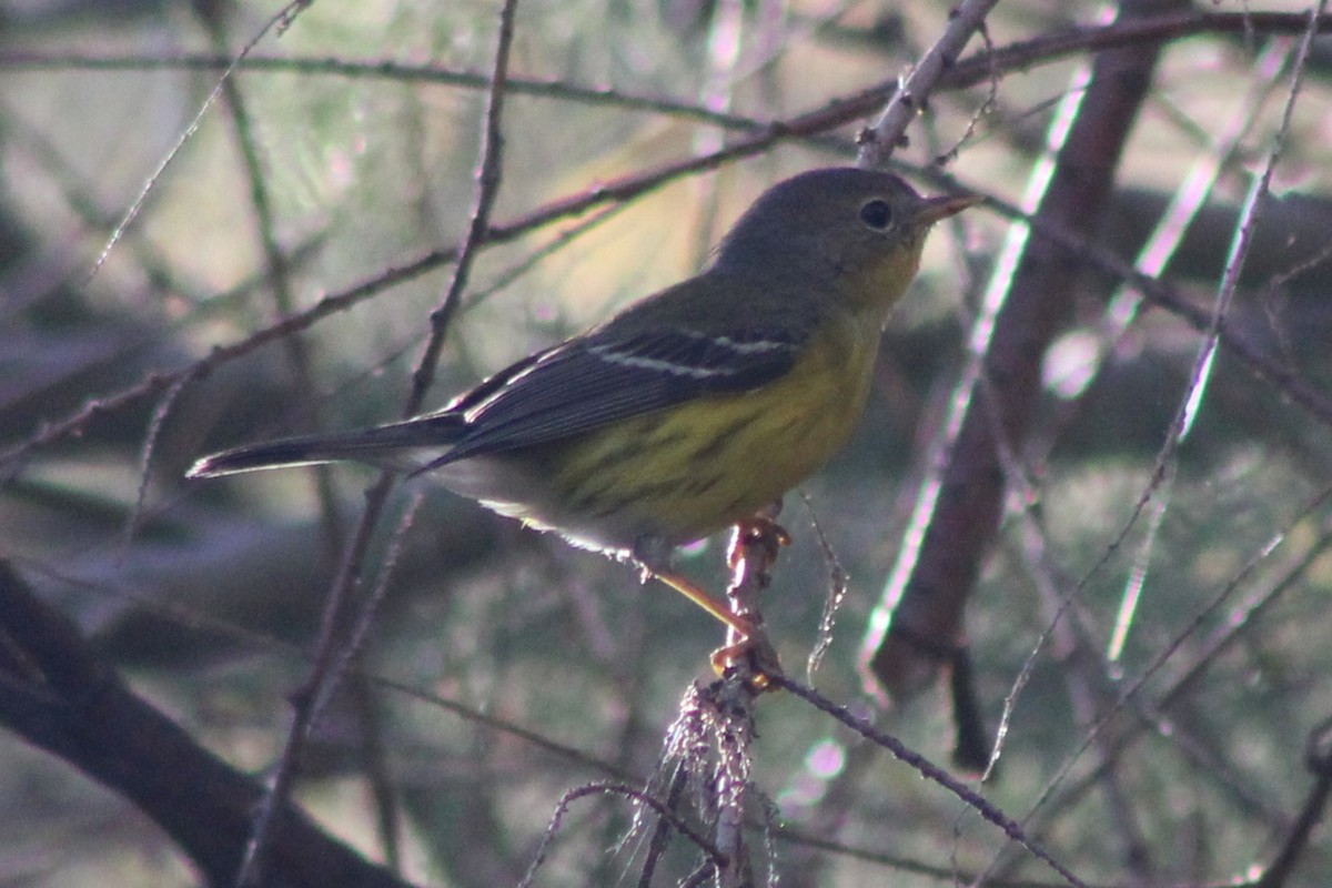 Magnolia Warbler - ML645442814