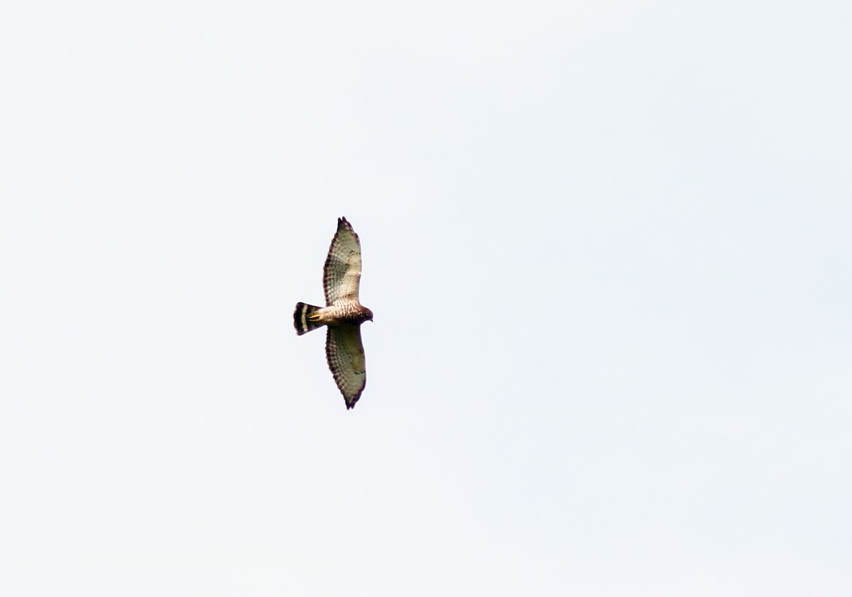 Broad-winged Hawk - ML645442815